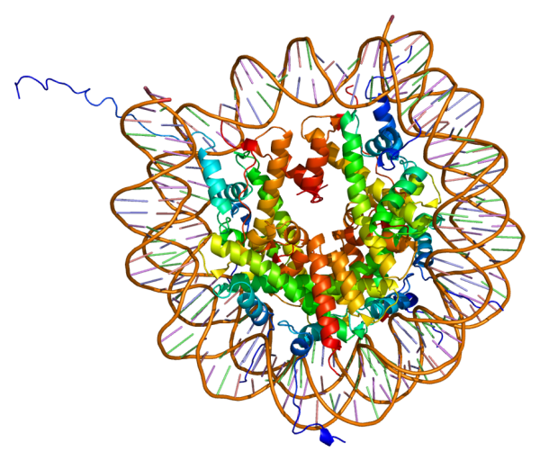Histone H2AX