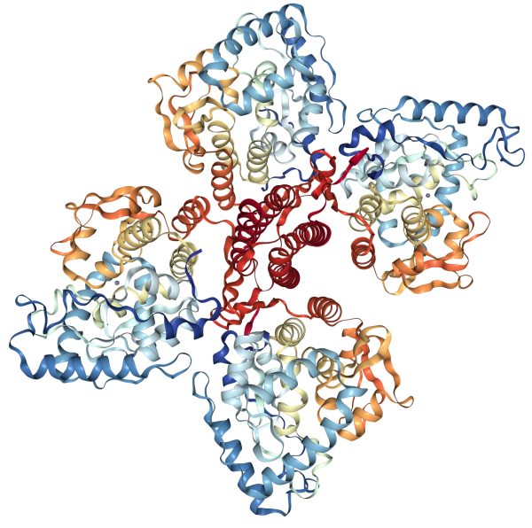 Tyrosine Hydroxylase