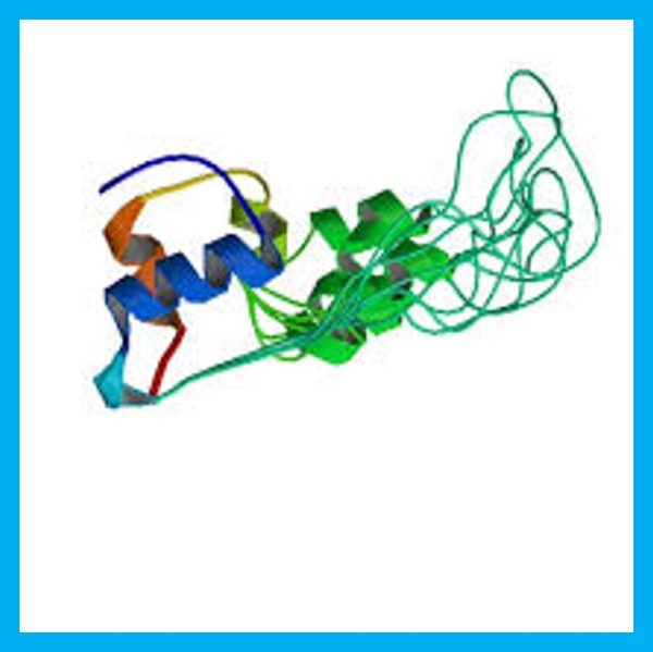 Human Proinsulin